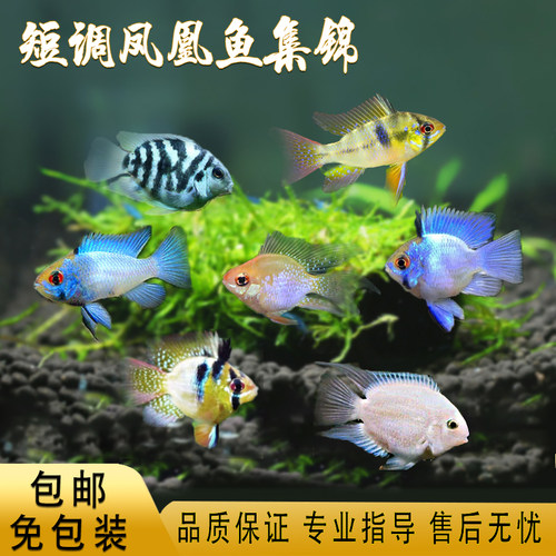 金波子迷你鹦鹉荷兰球蓝波子