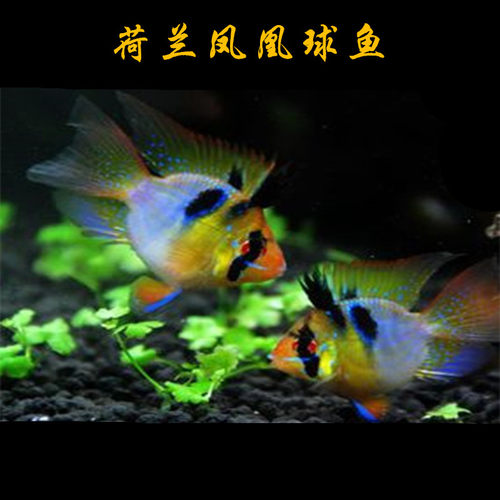 荷兰凤凰宝蓝活体迷你鹦鹉鱼