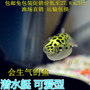 潜水艇鱼 河豚炸弹鱼斑马狗头鱼热带鱼可爱河豚 巧克力娃娃除杂螺