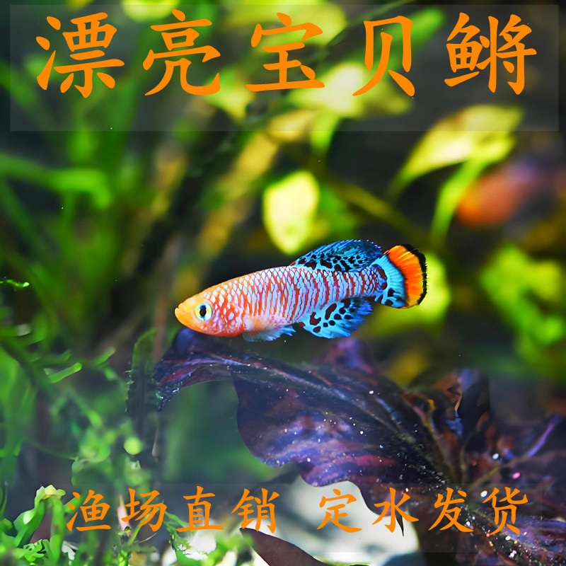 漂亮宝贝鳉鱼草缸魔法鱼贡氏红圆尾热带观赏鱼新手淡水小型鱼活体