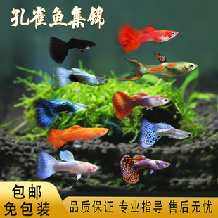 孔雀鱼热带鱼观赏鱼红眼火炬墨兰天空蓝象牙大耳蕾丝巴西红活体鱼