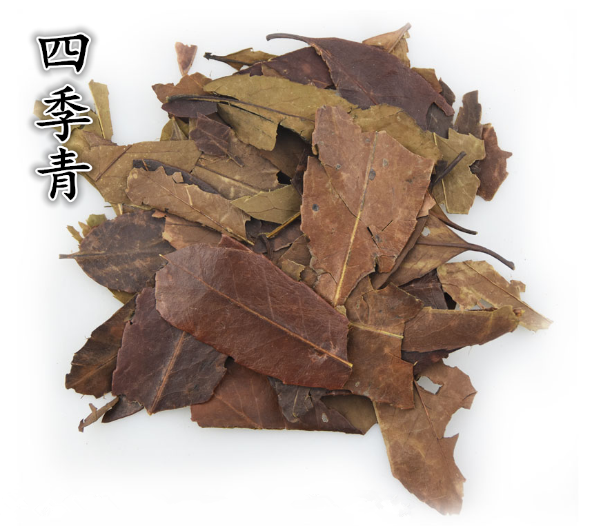 四季青 中药材非茶包 小叶冬青 品质严选 500克g