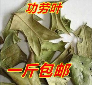 正品中药材功劳叶十大功劳叶枸骨叶猫儿刺八角刺500克包邮新冷背
