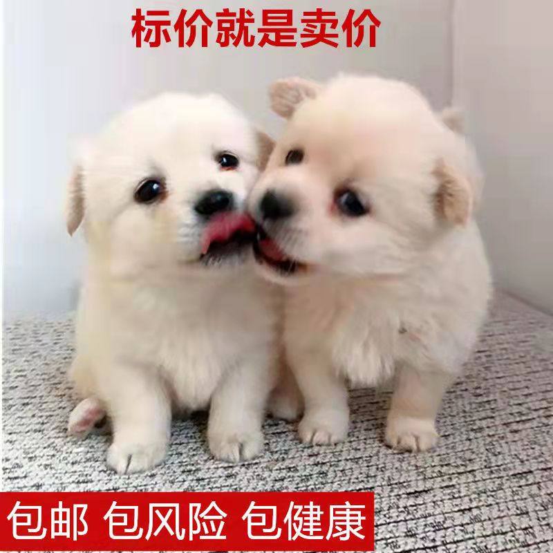 中华田园犬家养幼犬土狗小狗混血狗大黄狗纯黑小白狗体活体种狗崽