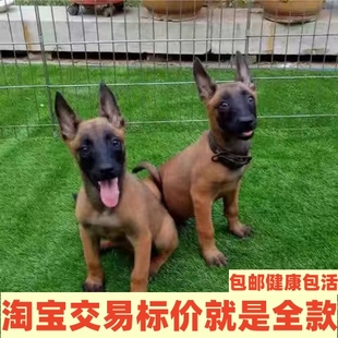 纯种马犬幼犬活体马犬警犬黑马红马幼犬大型犬比利时马犬宠物狗狗