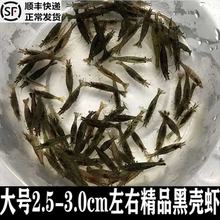 观赏虾淡水 好养黑壳虾活体工具虾除藻黑虾黑壳虾草缸活虾小观赏