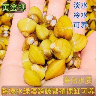 河蚌河蚬黄金小河蚌淡水鲜活小河蚌河蚌鱼缸观赏净水除藻螺吃鱼屎