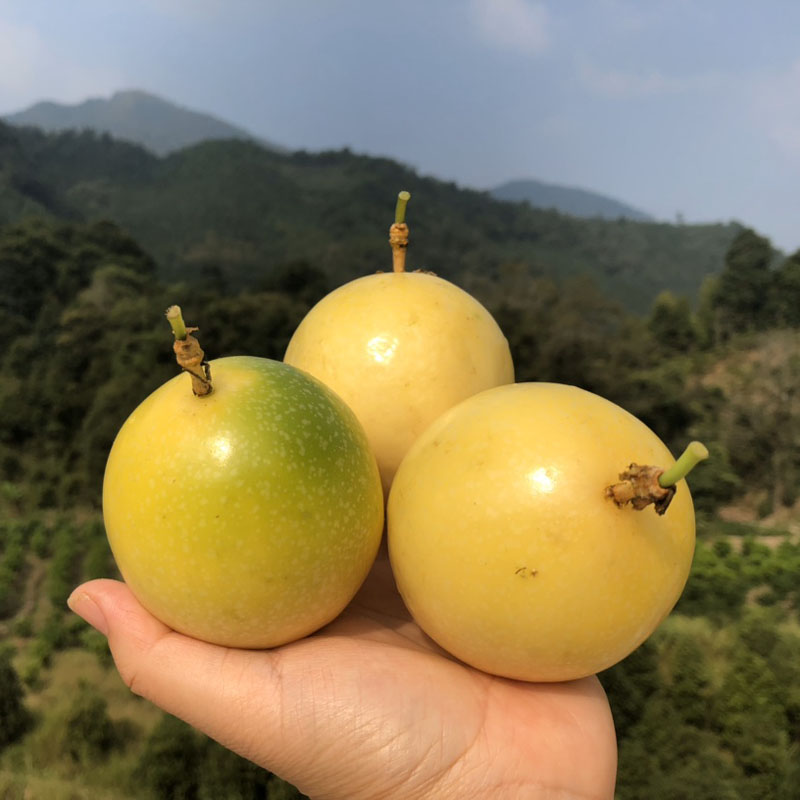 钦蜜黄金百香果现摘纯甜