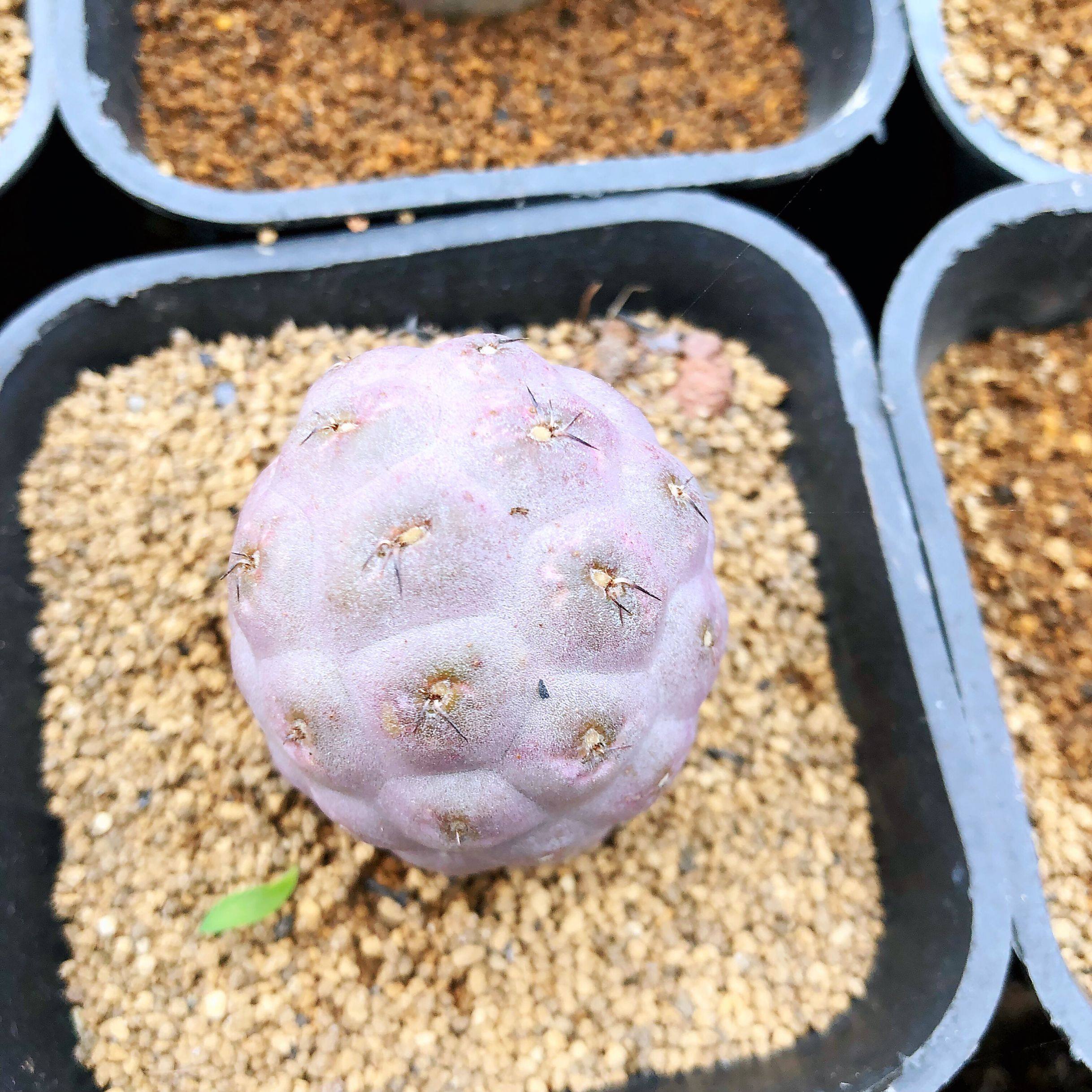 绿植超萌多肉花卉仙人球