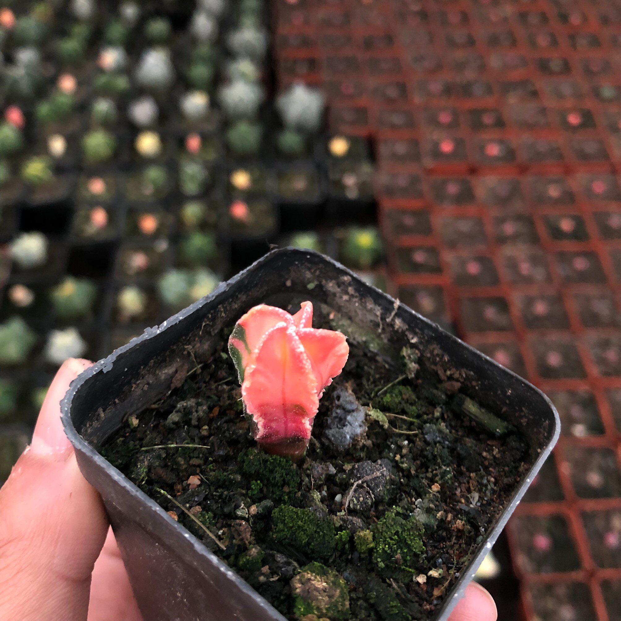 鸾凤玉仙人球防辐射盆栽多肉植物