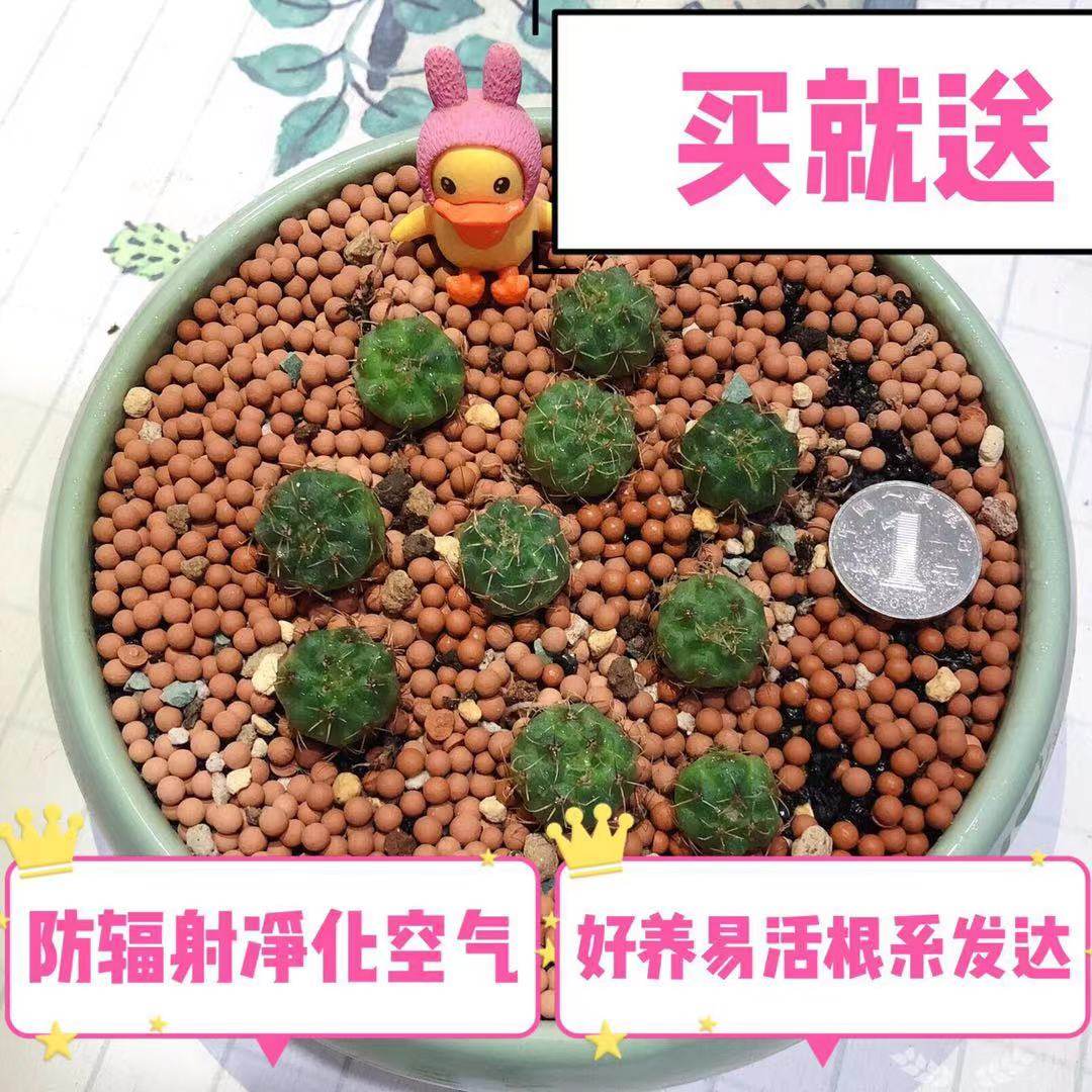 绯花玉仙人球小盆栽套餐多肉植物