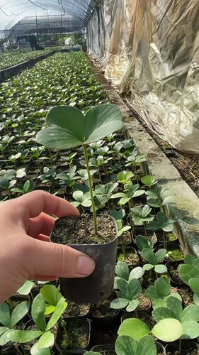 墨西哥幸运铁盆栽树苗室内桌面迷你盆景耐旱好养办公室绿植