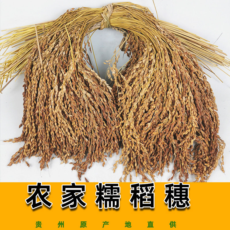 贵州红壳香禾糯米稻穗装饰道具