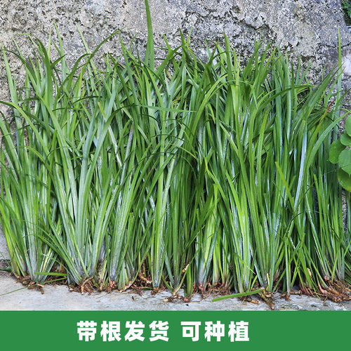 农家新鲜五香草牛羊肉香料去腥