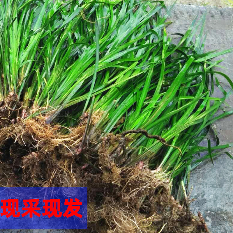 贵州现采三奈10斤香草菖蒲随手