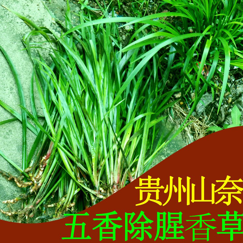 贵州新鲜1000g三奈山奈山赖五香草火锅配去腥羊牛狗肉香料 鸡香草|msdalam kategori beras/Utara-Selatan barangan kering/perasa, perasa/Jam/salad, perasa, Pepper/bunga lawang/Cinnamon - dari Buy2taobao.com untuk memberikan perkhidmatan ejen Taobao profesional membeli