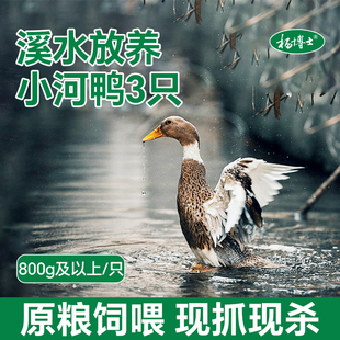 杨博士小河鸭3只皖南溪水农家放养正宗土鸭鸭子现抓现杀新鲜鸭肉