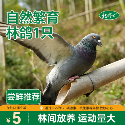 杨博士正宗皖南土鸽1只散养鸽子孕期营养生鲜乳鸽山林散养土鸽子