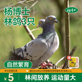 杨博士皖南深山散养土鸽正宗山林乳鸽土鸽子孕期营养生鲜乳鸽3只