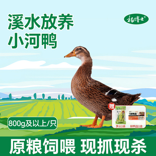 杨博士小河鸭皖南溪水农家放养正宗土鸭鸭子现抓现杀新鲜鸭肉整只