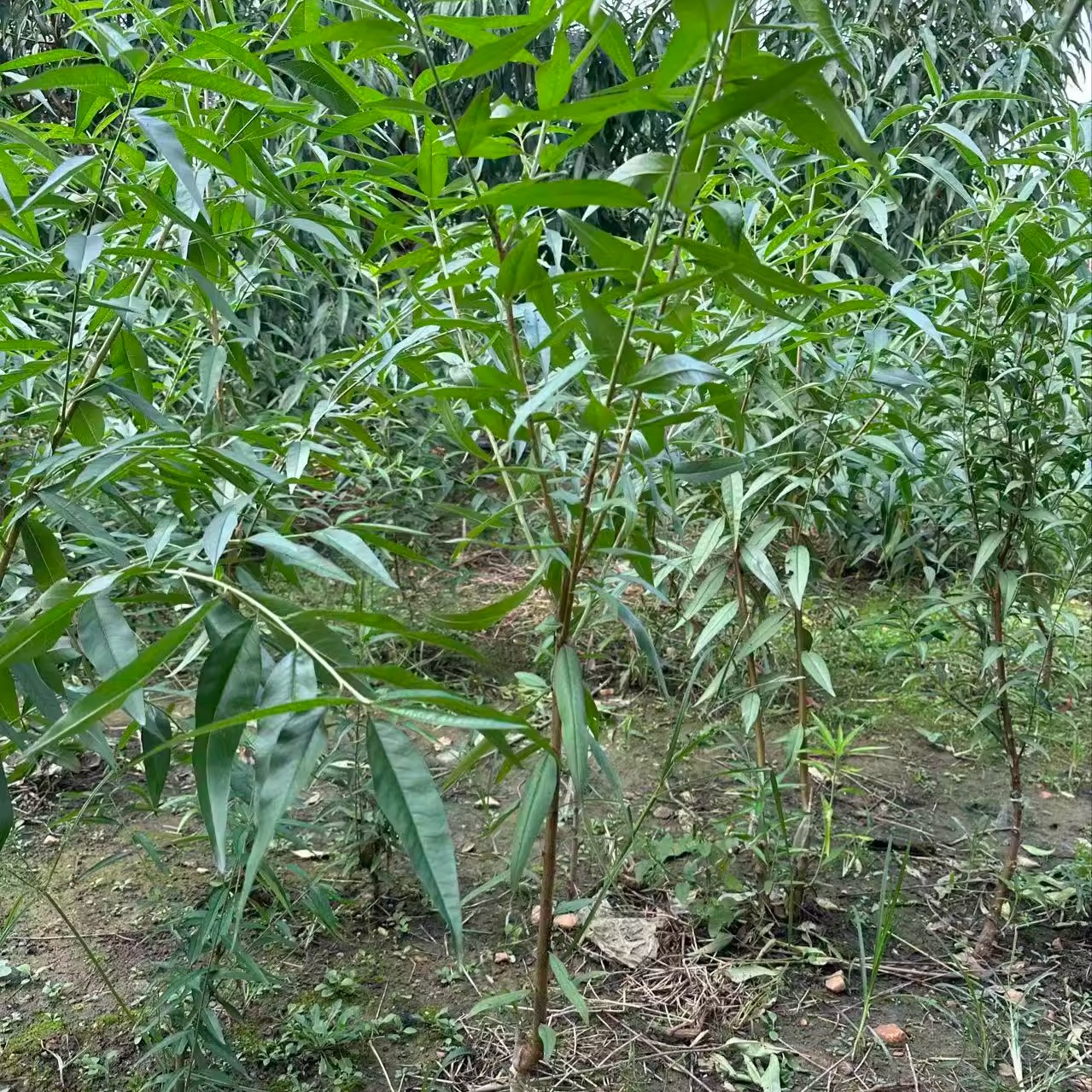 连云港尤塘大青桃树苗当年苗基地