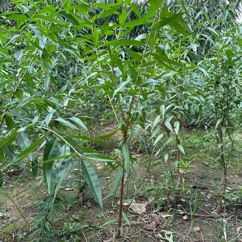 连云港尤塘大青桃树苗当年苗基地