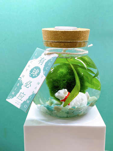 球藻君天然Moss圆满瓶