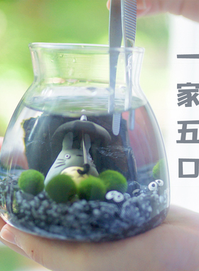 球藻君MARIMO天然水晶海藻球「矿石原力」微景观高端生态瓶礼物
