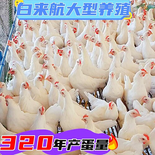 1斤以上发货白来航纯白高产蛋鸡观赏价值高