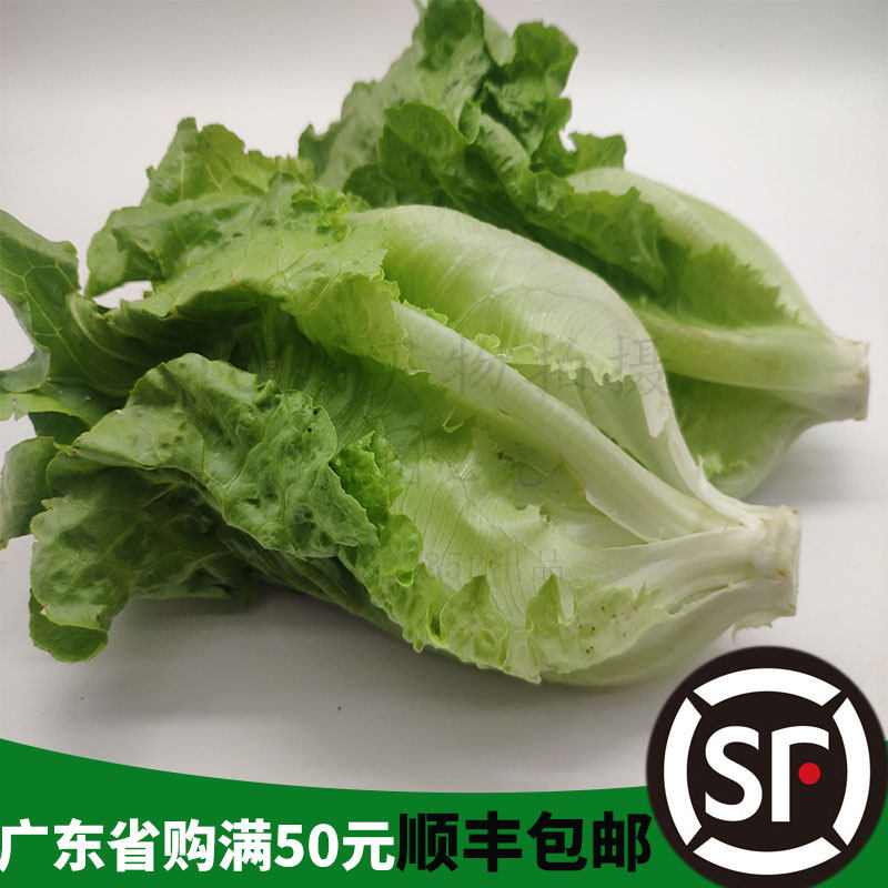 新鲜意大利生菜 农家菜 唐生菜 绿色蔬菜 生吃蔬菜 农场直销500g