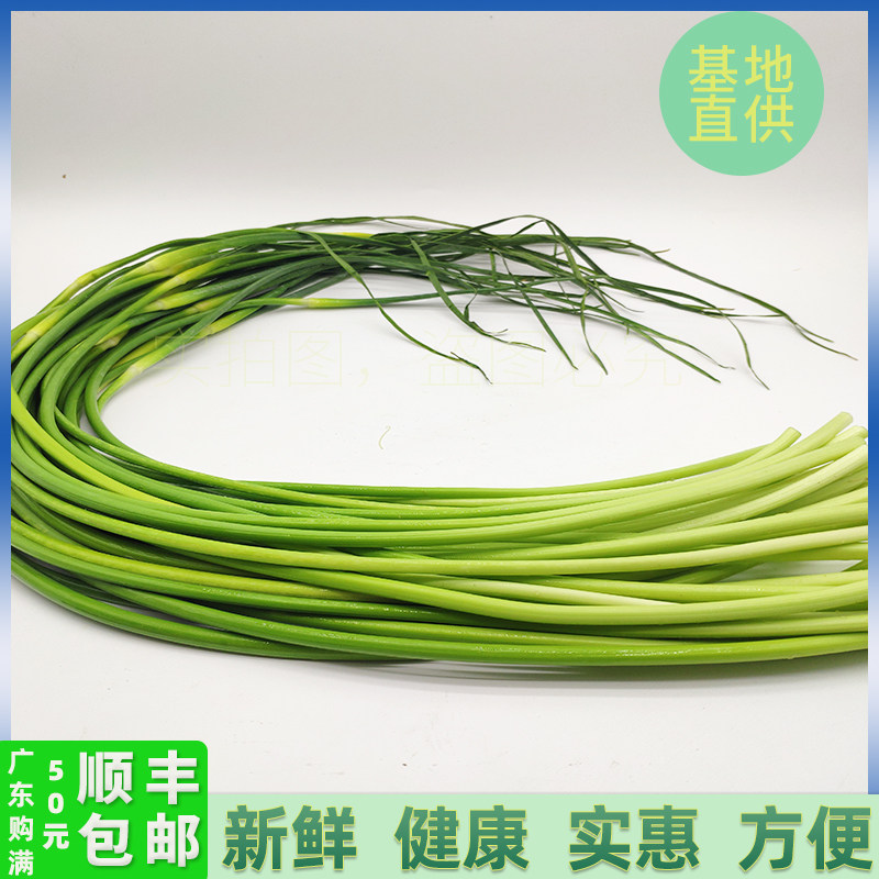 新鲜蔬菜 蒜苔 蒜毫 青蒜 蒜其它