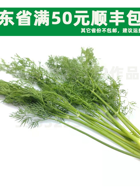 新鲜香料250克 刁草 洋茴香 莳萝叶西餐调味 香料 摆盘DILL真刁草