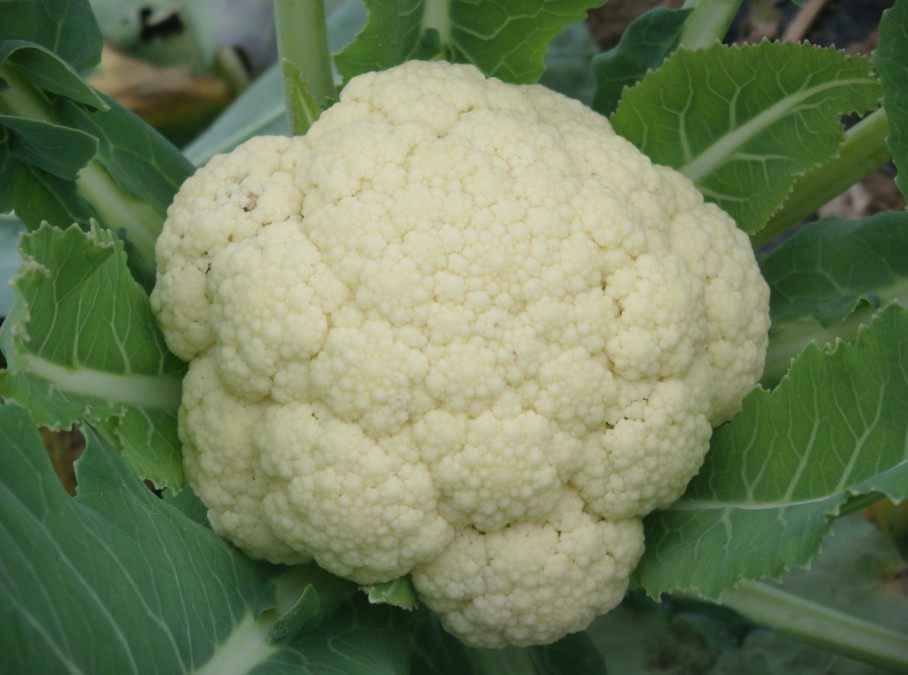 新鲜普通花菜 约550g 花椰菜 新鲜蔬菜 包菜花 绿色蔬菜同城配送