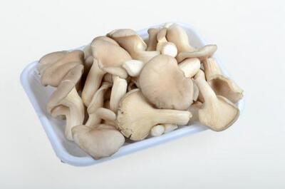 新鲜袖珍广州深圳配送凤尾菇