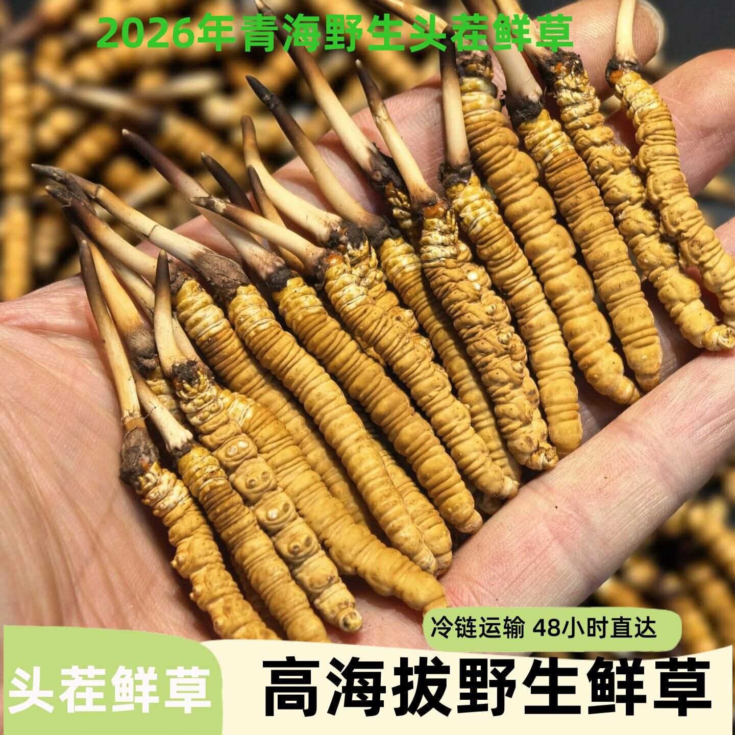 2026藏区高海拔野生新鲜冬虫夏草纯手工干刷头茬虫草产地直发