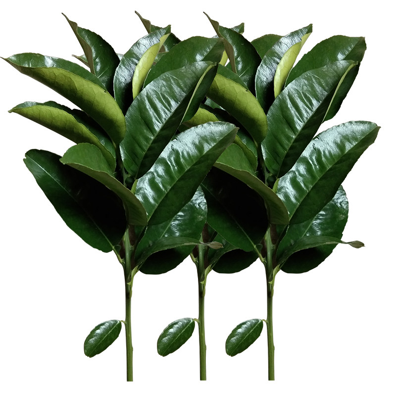 重庆新鲜柚子叶绿乔迁新居开转运祈福去晦气农家去味叶子顺丰包邮