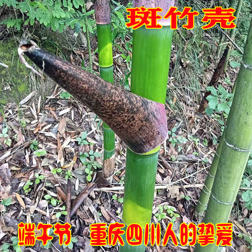 25年重庆四川粽子叶花粽叶包黄粑粑新鲜斑竹壳竹笋壳毛竹壳老式料