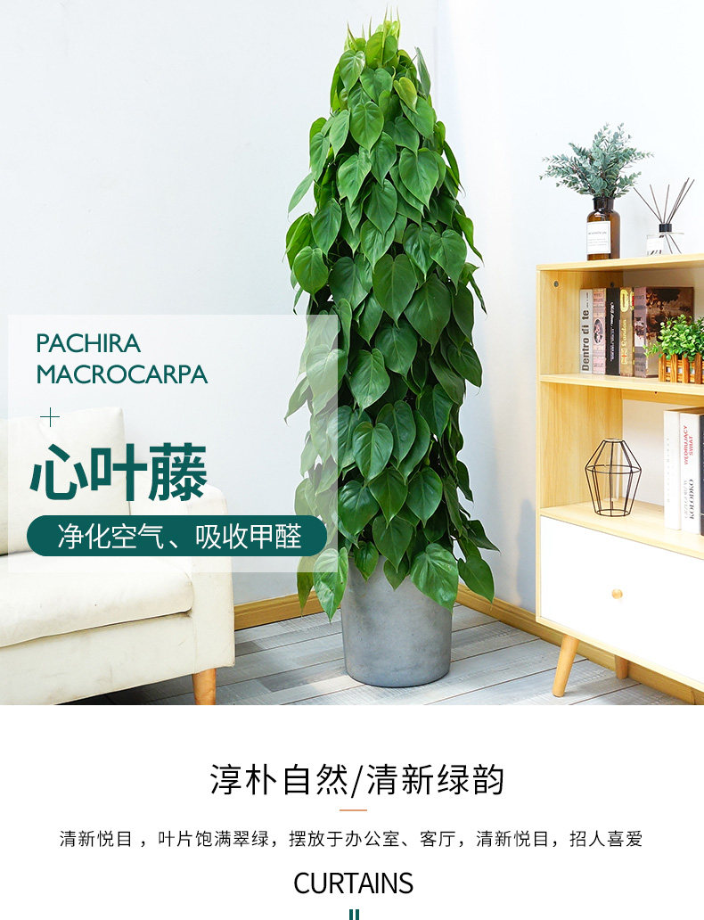 西安同城心叶藤/心叶绿萝绿植盆栽室内客厅除甲醛净化空气好养活