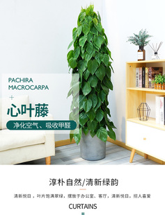 西安同城心叶藤/心叶绿萝绿植盆栽室内客厅除甲醛净化空气好养活