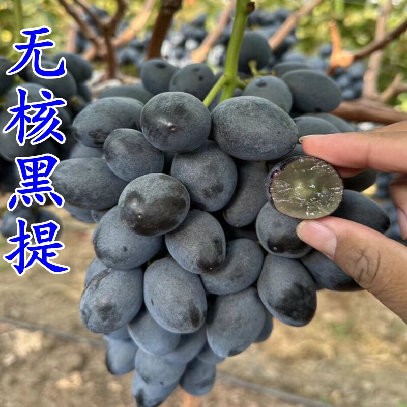 无核黑提葡萄苗 无核新品种葡萄树大果粒南北方种植盆栽庭院果树