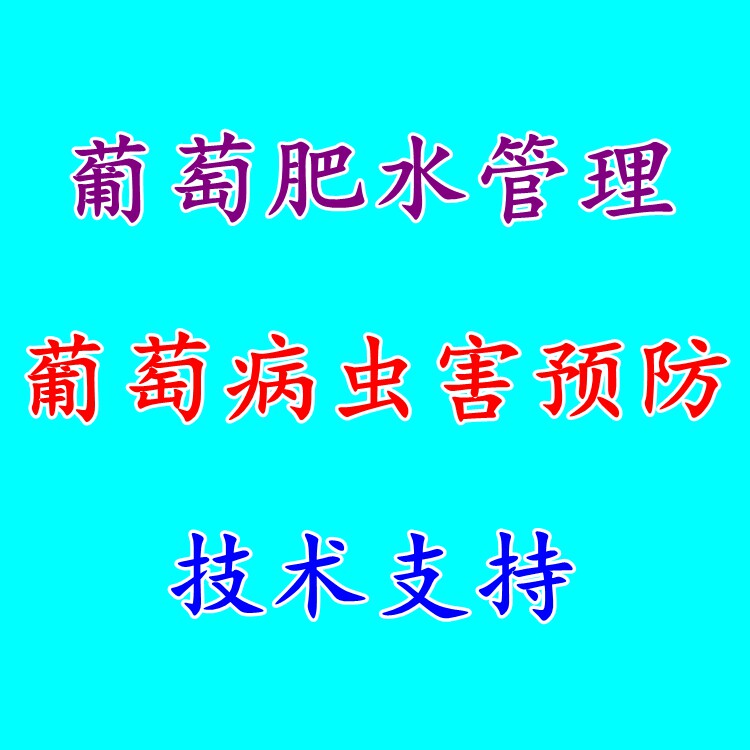 盆栽地栽葡萄早熟南方北方种植