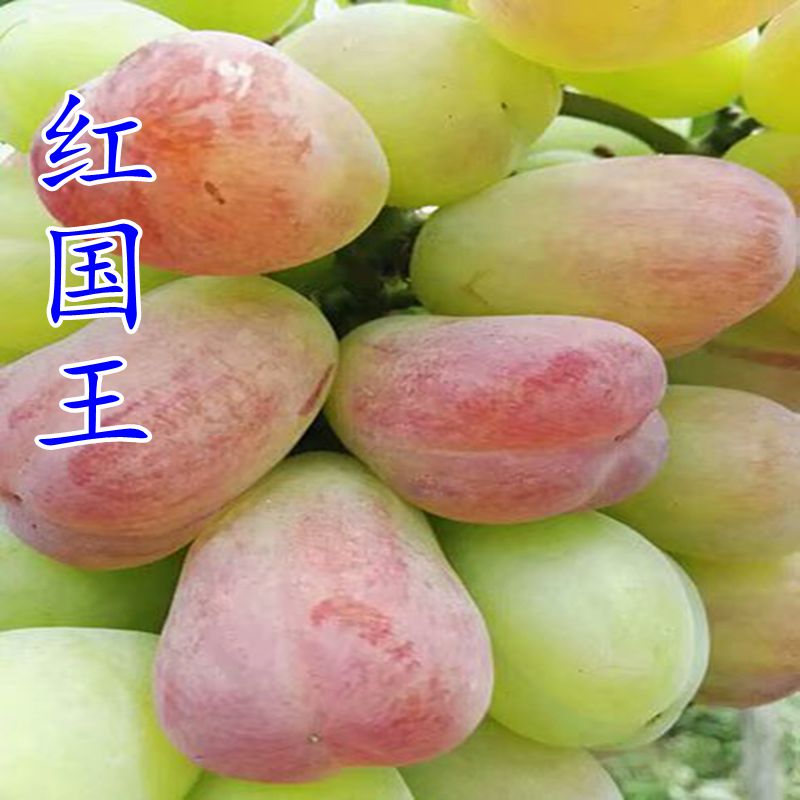 红国王葡萄苗 葡萄苗新品种/ 南北方种植 盆栽 地栽 新品种果树