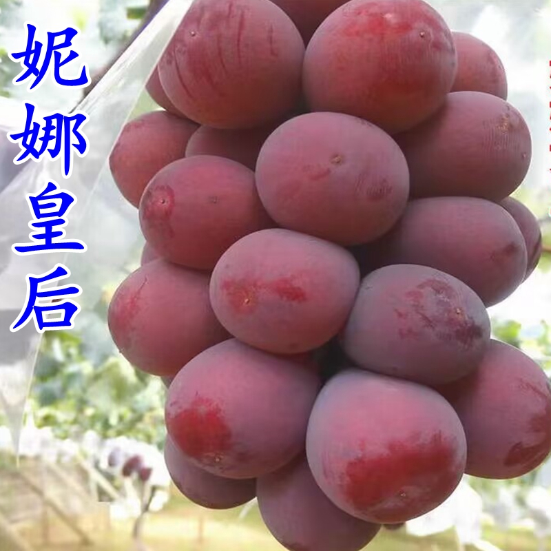 葡萄苗新品种妮娜女皇大粒高产