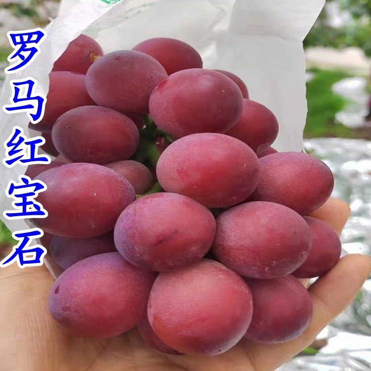 嫁接苗罗马红宝石葡萄浪漫