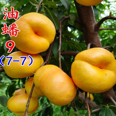 油蟠97—7桃树苗南方北方种植