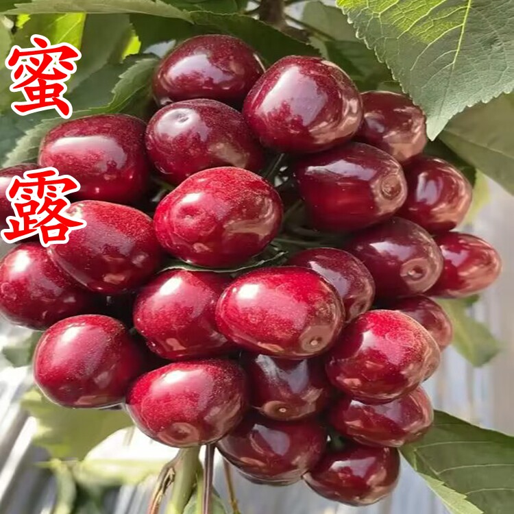 山东嫁接新品种车厘子大樱桃树苗南方北方种植庭院地载果树