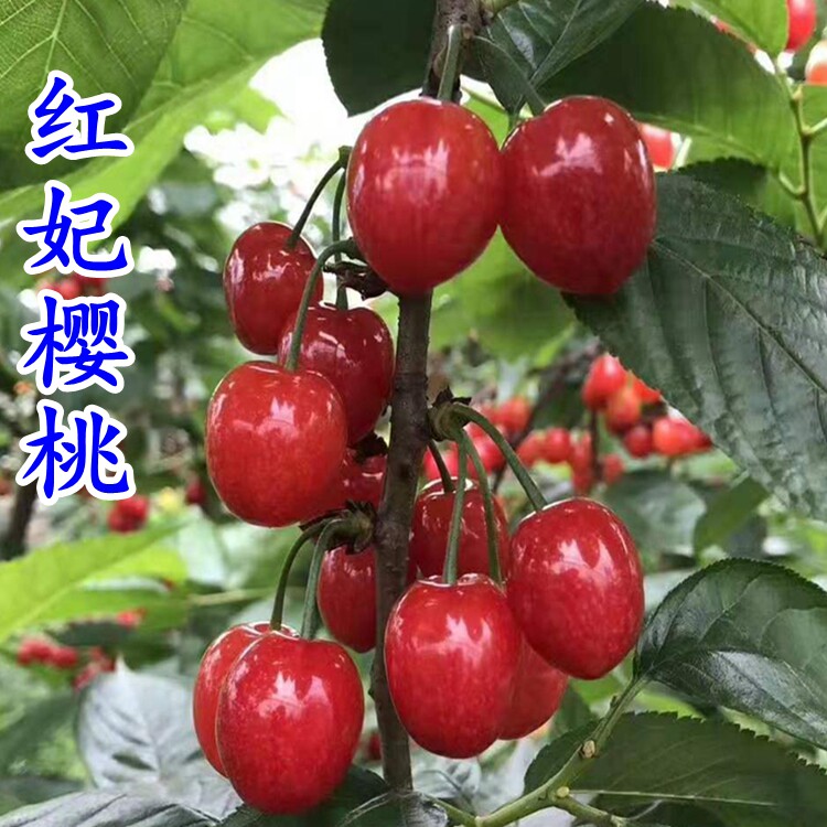 正宗红妃樱桃树苗南方小樱桃