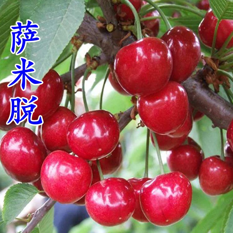 新品种萨米脱大樱桃树苗 晚熟南北方盆栽庭院种植樱桃树落叶植物