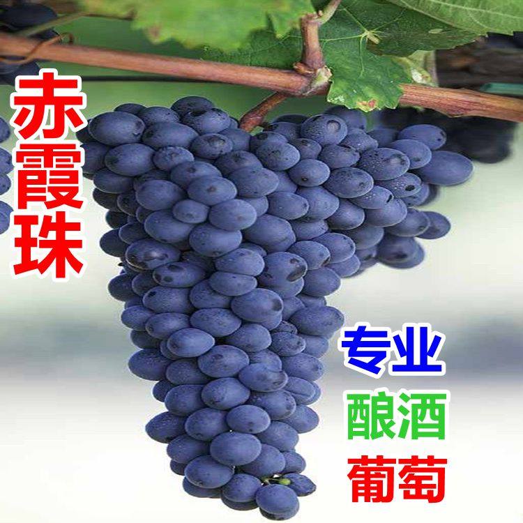 赤霞珠北方种植盆栽酿酒葡萄苗