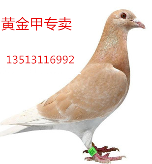 信鸽 家鸽活体鸽 黄金甲鸽 白信鸽 观赏鸽 鸽子元宝鸽赛鸽